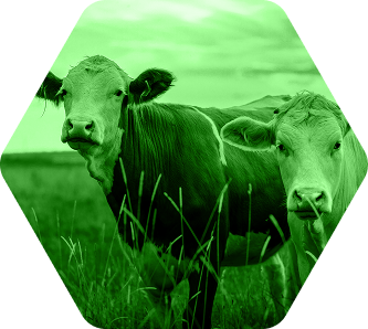 Cows
